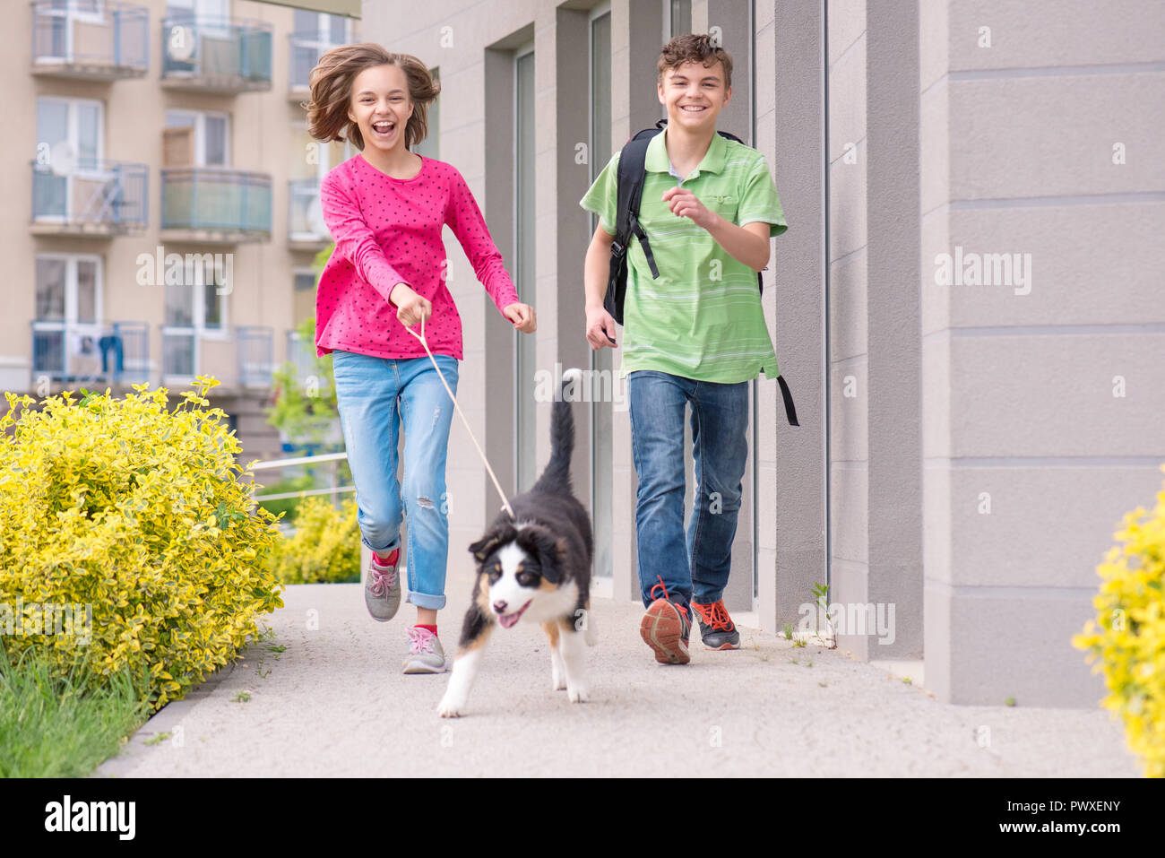 Cute children - happy teen boy and girl playing with puppy Australian Shepherd dog, outdoors. Friendship and care concept. Stock Photo