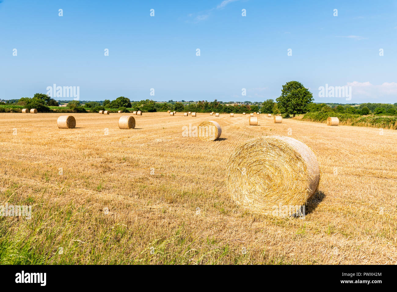 Field with hay bales after harvest in summer against blue sky Stock ...