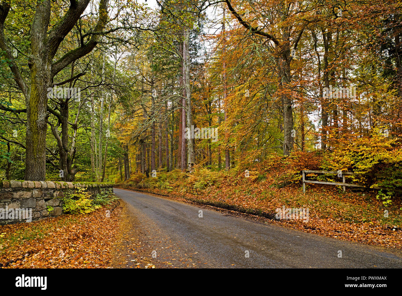 Beautiful autumn colours on Rothiemurchus Estate, tree-lined country lane near Inverdruie, by Aviemore, Cairngorms National Park, Scottish Highlands. Stock Photo