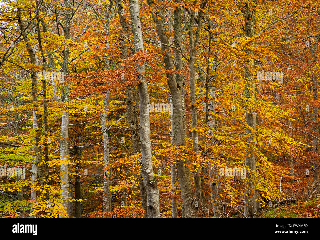 Colourful autumn foliage on birch trees in Rothiemurchus Estate woodland, Inverdruie, near Aviemore, Cairngorms National Park, Scottish Highlands UK. Stock Photo