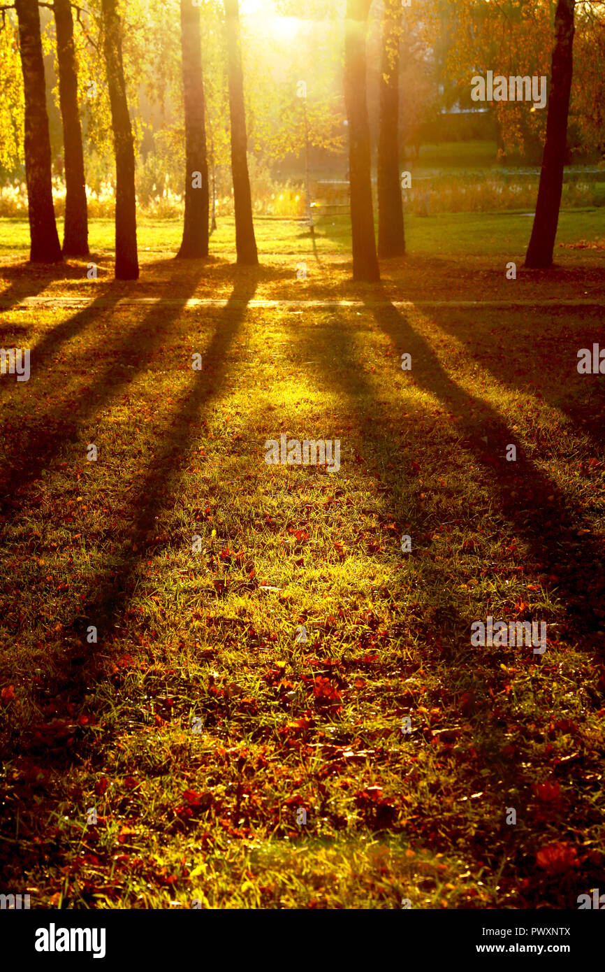 trees in beautiful autum colors in park Stock Photo - Alamy