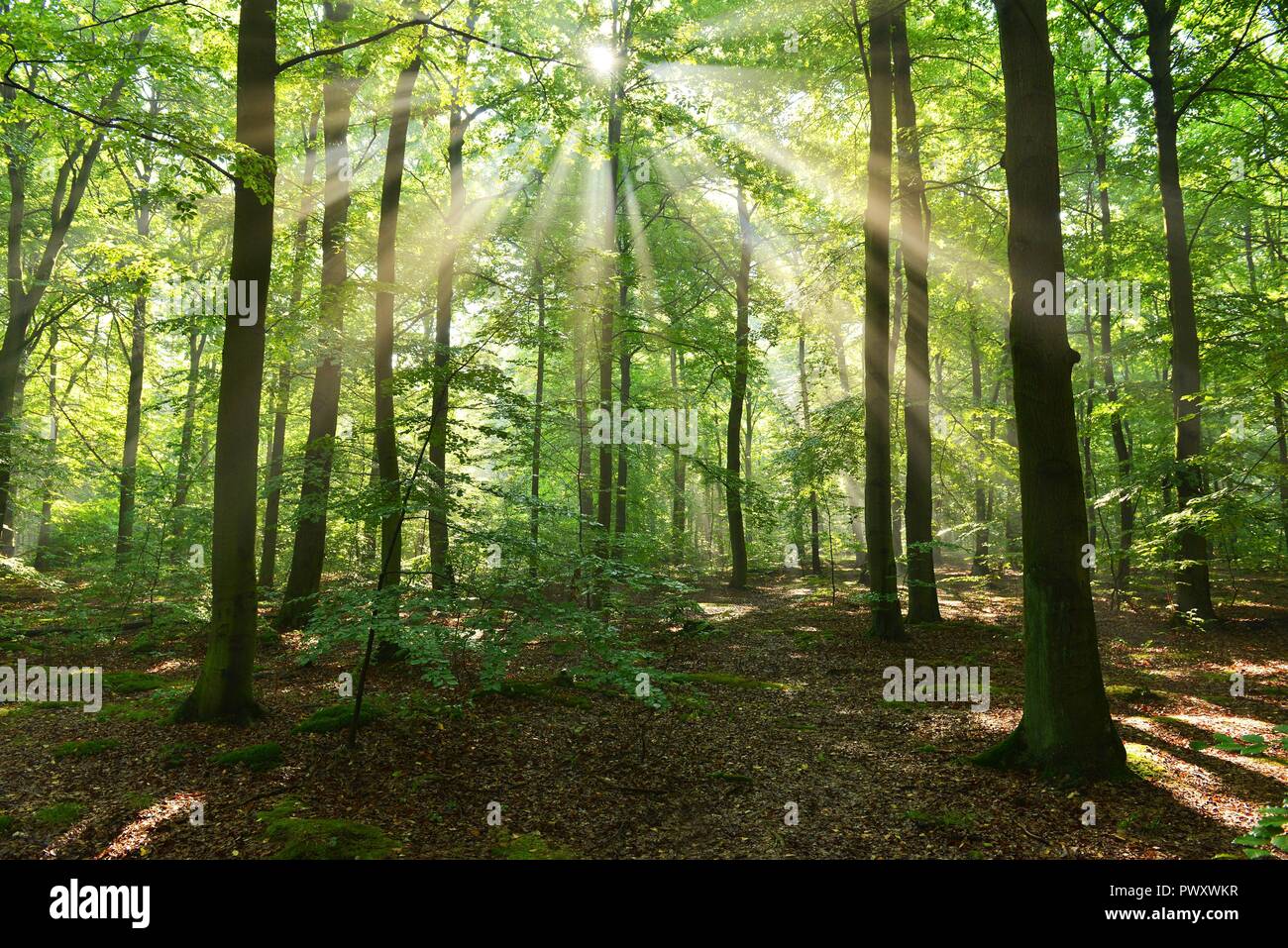 Morning in the forest Stock Photo - Alamy