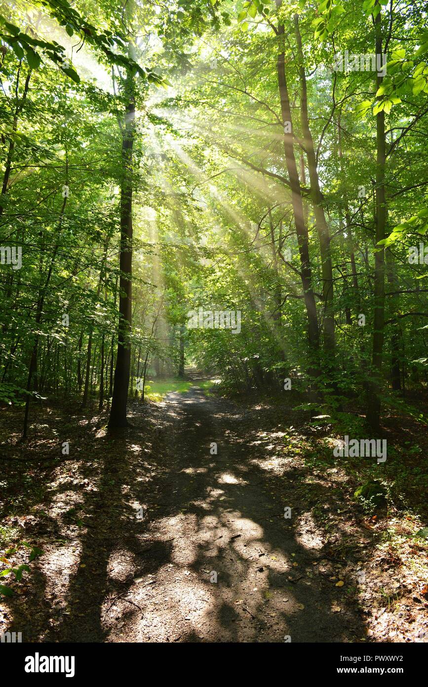 Morning in the forest Stock Photo - Alamy