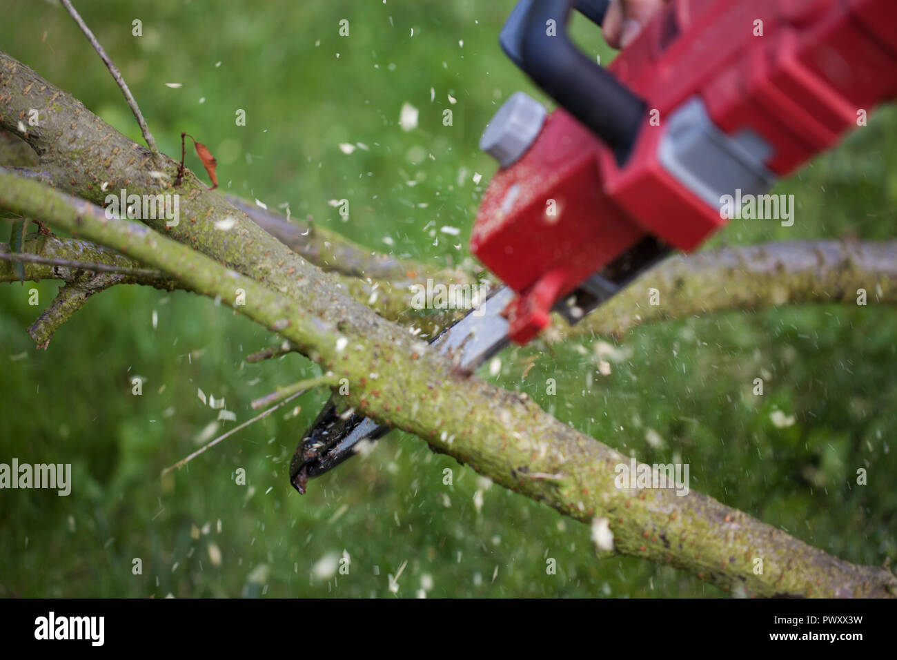 cutting trees, cutting with a saw Stock Photo Alamy
