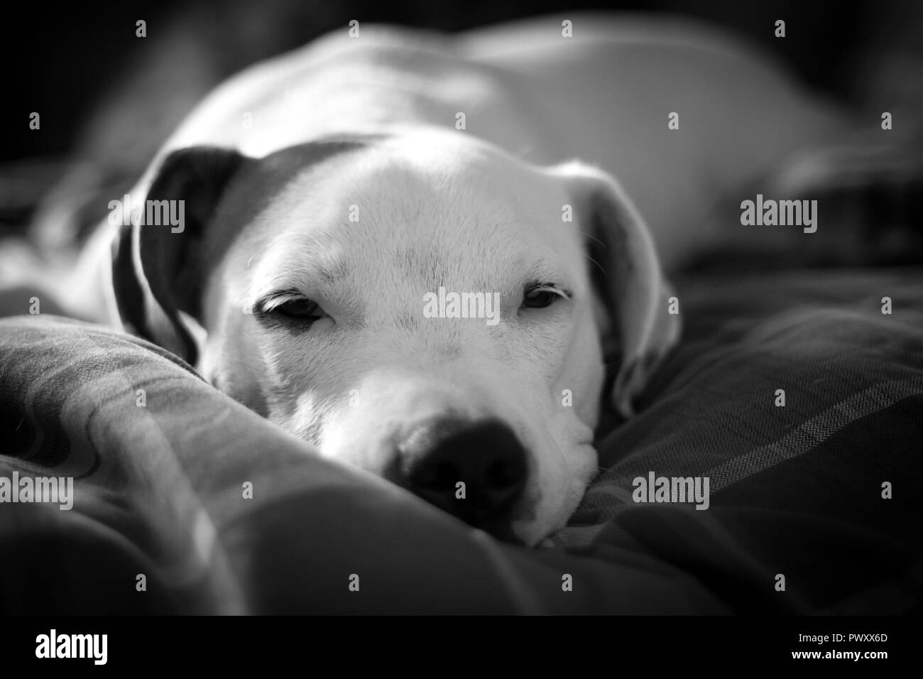 Bulldog Puppy With Eye Patch Stock Photos Bulldog Puppy With Eye