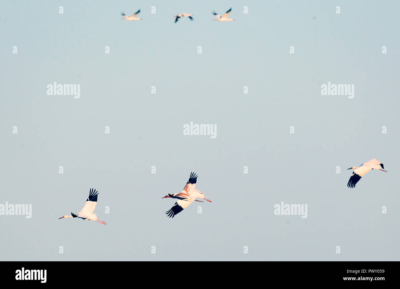 Zhenlai, China's Jilin Province. 17th Oct, 2018. Siberian cranes fly over the Momoge state-level nature reserve wetland in Zhenlai County, northeast China's Jilin Province, on Oct. 17, 2018. Hundreds of Siberian cranes stopped at the nature reserve for a rest on their migration way towards south. Credit: Lin Hong/Xinhua/Alamy Live News Stock Photo