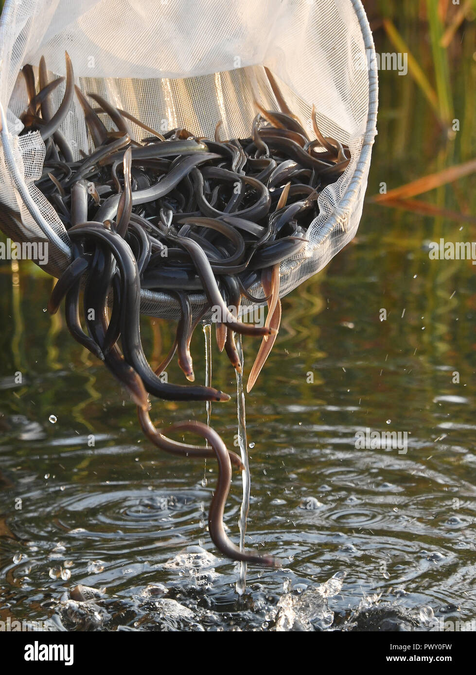 Potsdam, Germany. 18th Oct, 2018. Young eels are put into the water at the reed belt of the Havel. As part of a pilot project to promote the European eel population, around 400,000 young eels with an average weight of 4 grams will be released into the Havel and lakes around Potsdam. Credit: Bernd Settnik/dpa-Zentralbild/ZB/dpa/Alamy Live News Stock Photo
