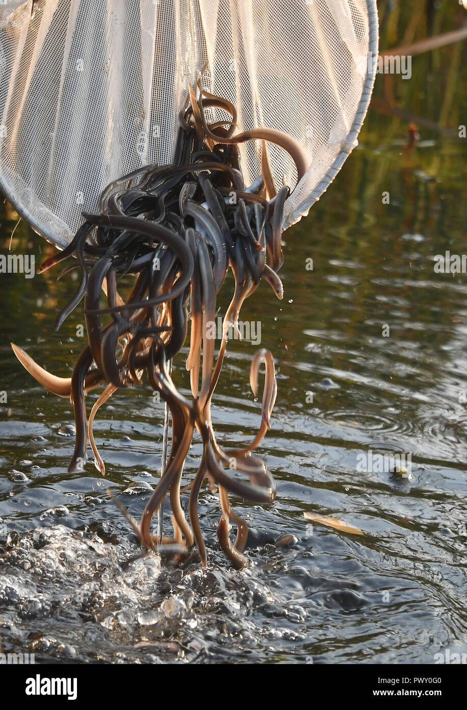 Potsdam, Germany. 18th Oct, 2018. Young eels are put into the water at the reed belt of the Havel. As part of a pilot project to promote the European eel population, around 400,000 young eels with an average weight of 4 grams will be released into the Havel and lakes around Potsdam. Credit: Bernd Settnik/dpa-Zentralbild/ZB/dpa/Alamy Live News Stock Photo