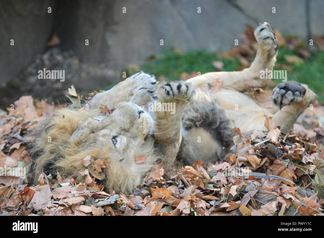 ZSL London Zoo, London, UK, 18th Oct 2018. Male lion of the pride, Bhanu, has fun rolling around in the autumn leaves scented with spices. ZSL London Zoo’s female Asiatic lions Heidi, Indi, Rubi and male Bhanu celebrate the advent of autumn with scented and spiced pumpkin treats and a huge pile of autumnal leaves to play and roll around in. Stock Photo