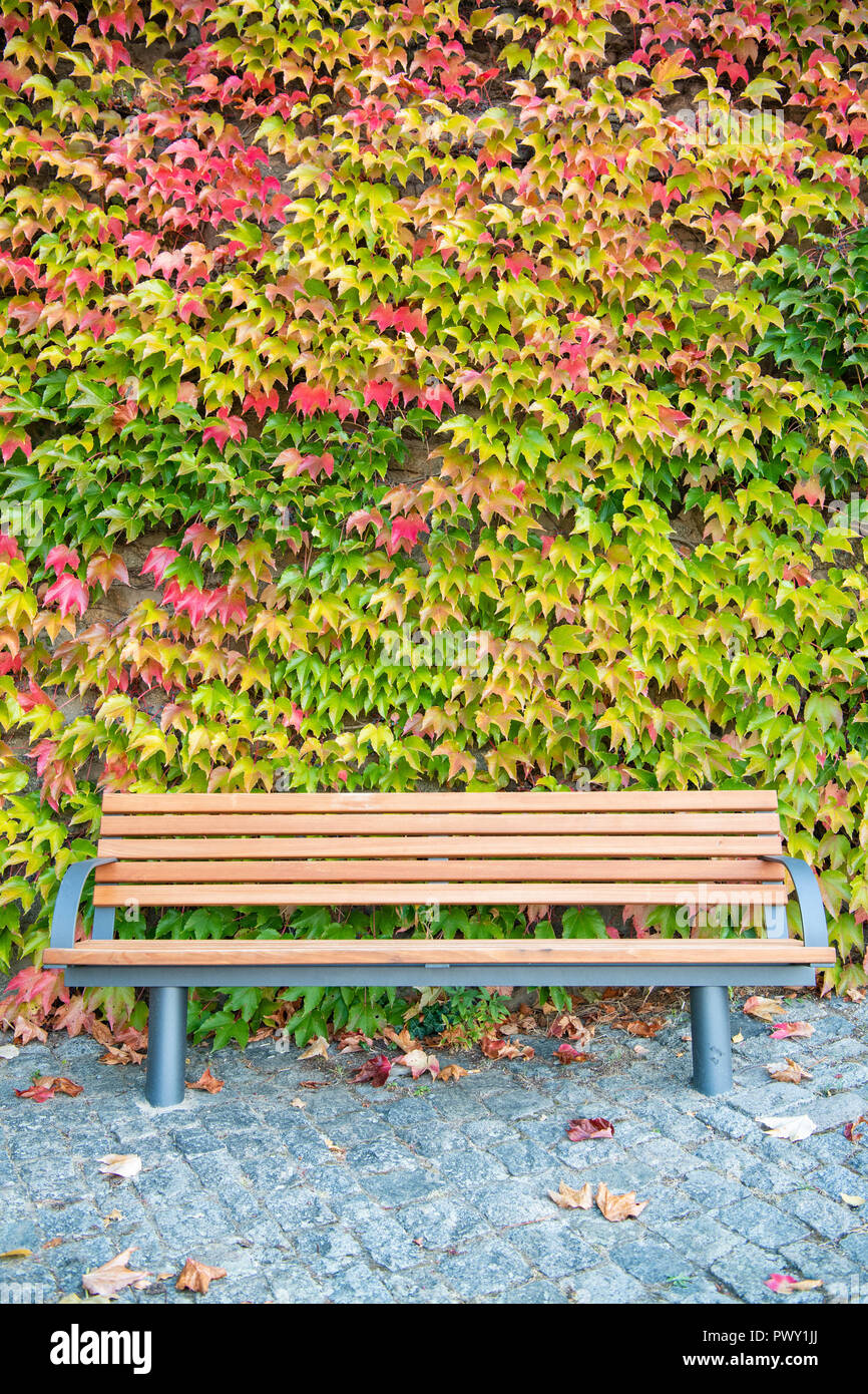 18 October 2018 Hessen Zwingenberg Climbing Plants With Autumn