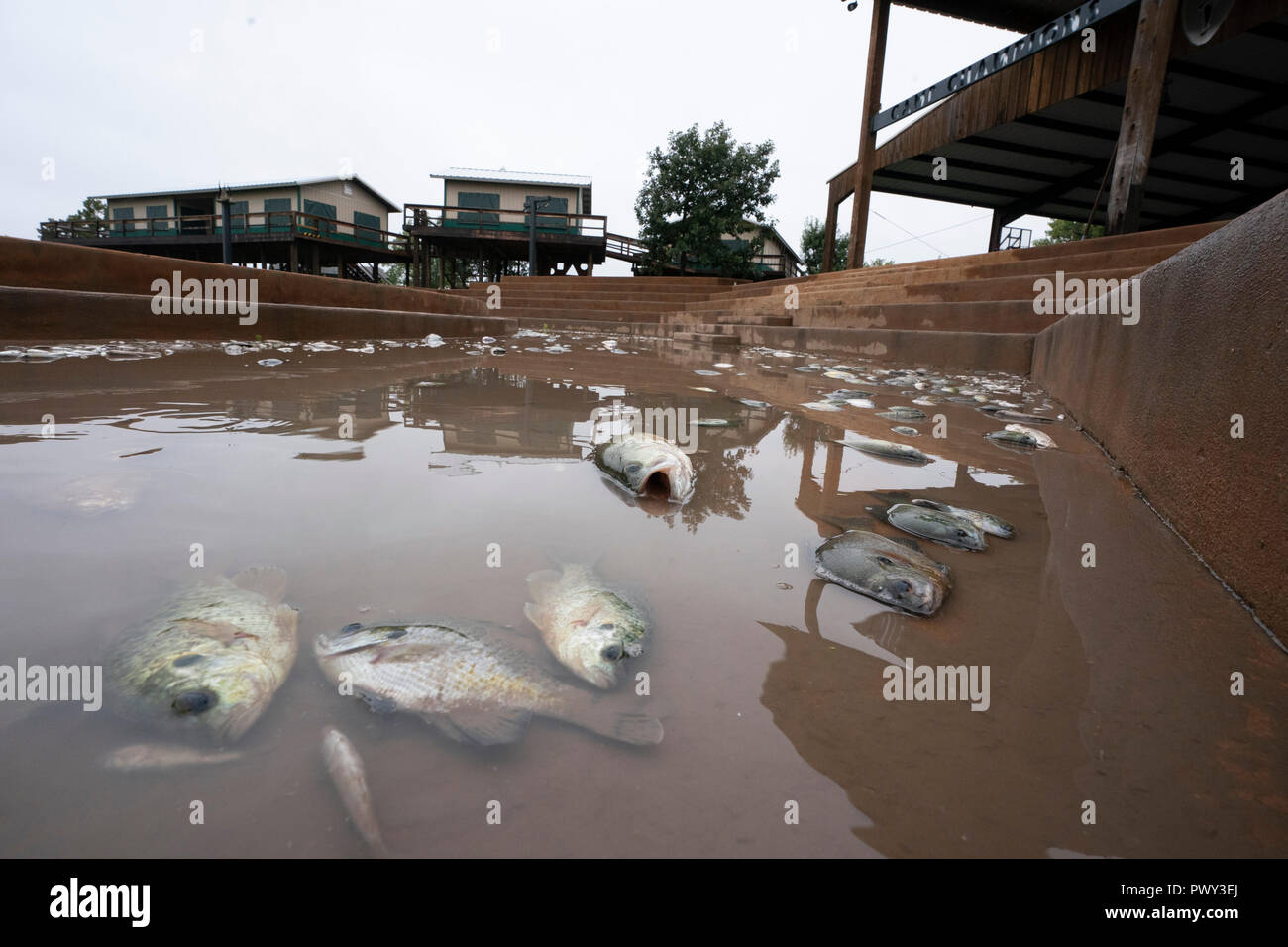 Dead and dying fish on the shore of Lake LBJ as floodwaters start to recede. The area was hard hit by record rains along the Llano River that raised lake levels rapidly and stranded fish in shallows. Stock Photo