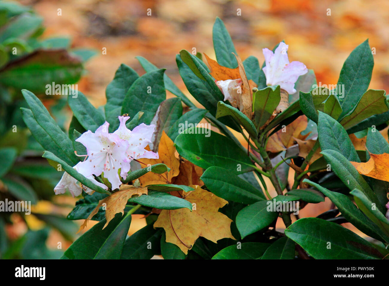 Helsinki, Finland - October 18, 2018. Rhododendron flowers and fallen yellow leaves. Some plants are fooled into flowering in a second spring due to unseasonably warm October in Helsinki, Finland. Credit: Taina Sohlman/ Alamy Live News Stock Photo
