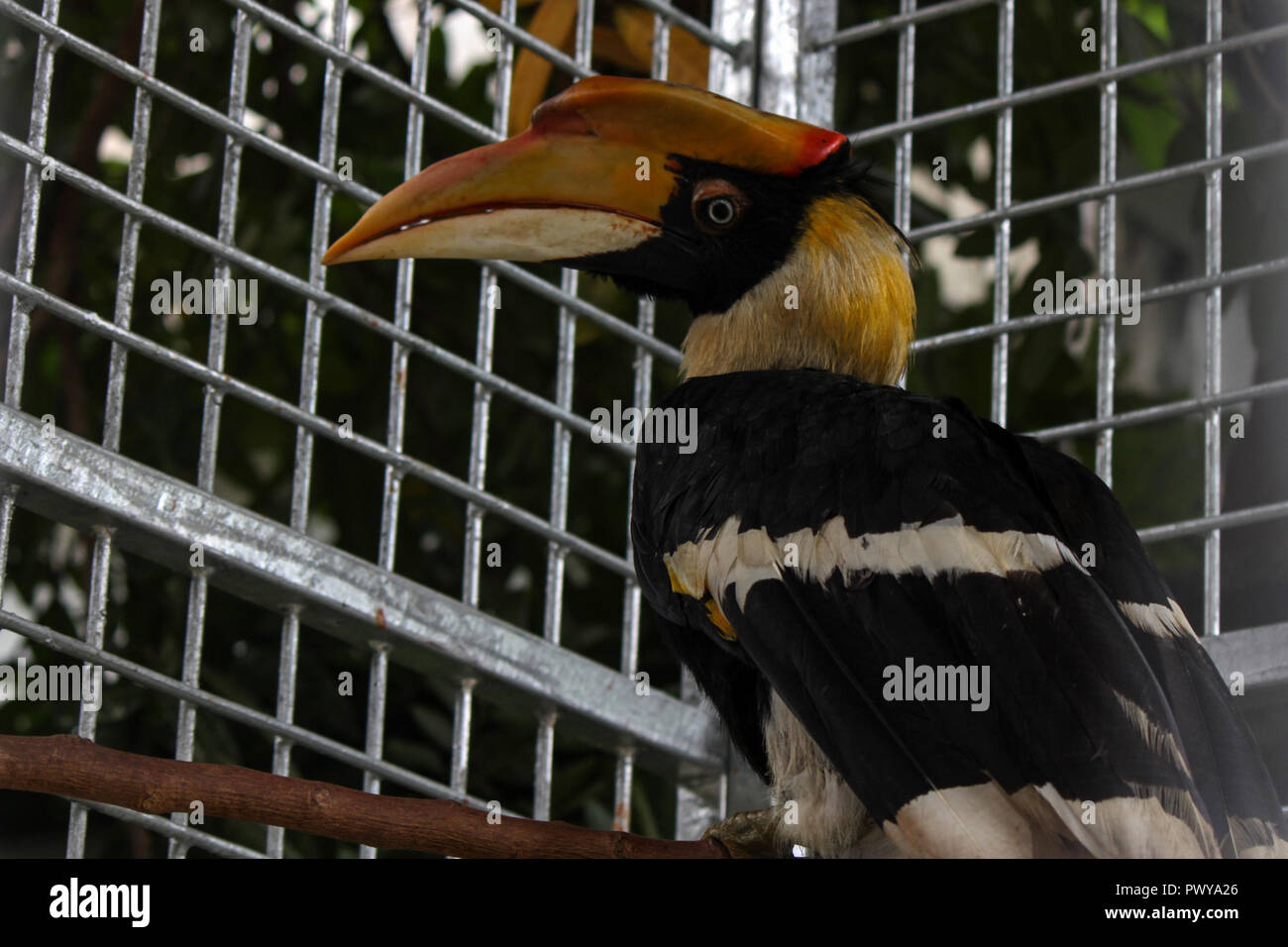 An Hornbills seen still being treated by the Indonesian Natural Resources Conservation Agency (BKSDA), before being release to the wild again. The Acehnese handed over 3 protected birds to the Indonesian BKSDA officers, namely two Hornbills and one Aceros Undulatus which was considered almost extinct due to the irresponsible hunting of humans. Stock Photo