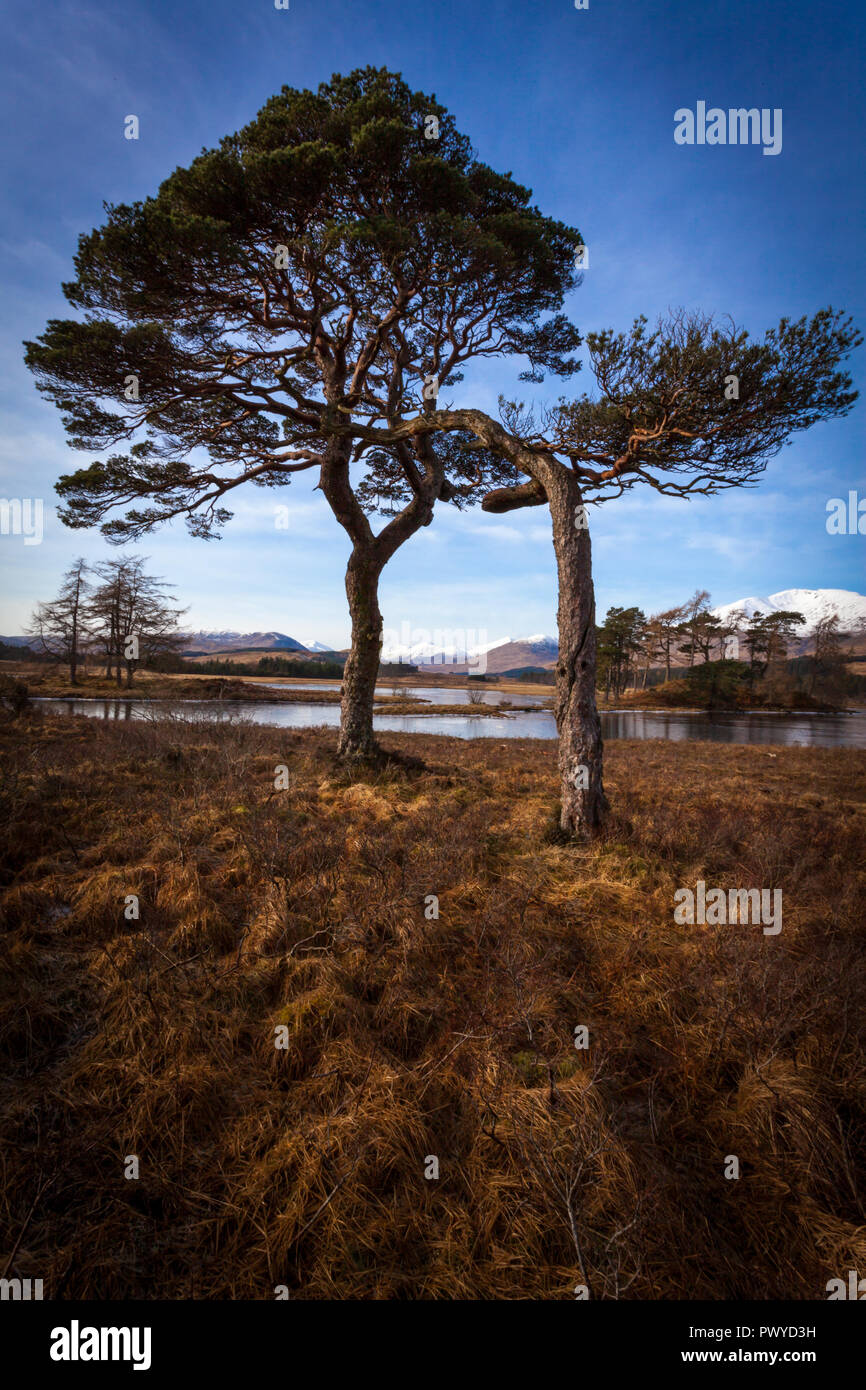 Pine trees by the side of a Loch in Scotland Stock Photo