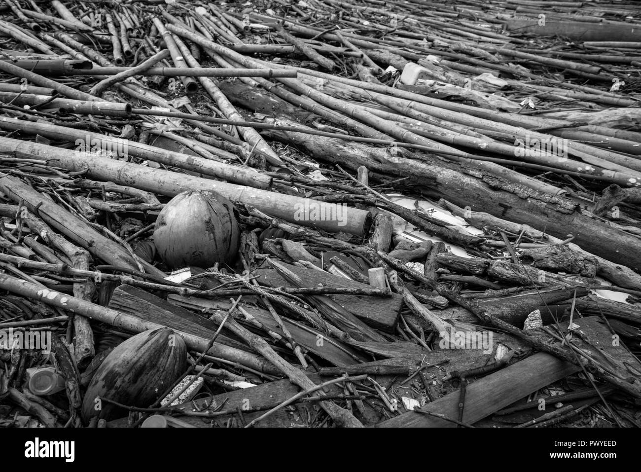 Pile of dried bamboo, coconut, and rope after flood. Grey picture of old wood. decadent wood. worthless and useless concept. Hopeless and despair conc Stock Photo