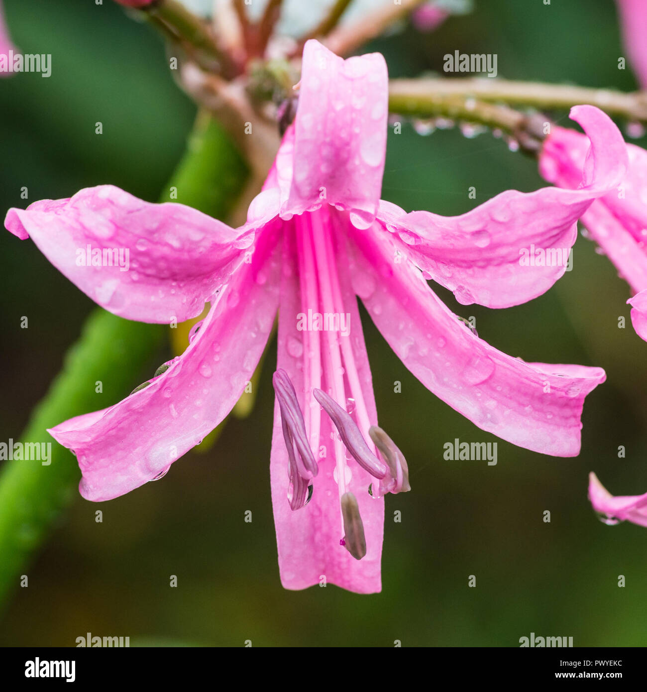 A macro shot of a pink nerine bowdenii flower. Stock Photo