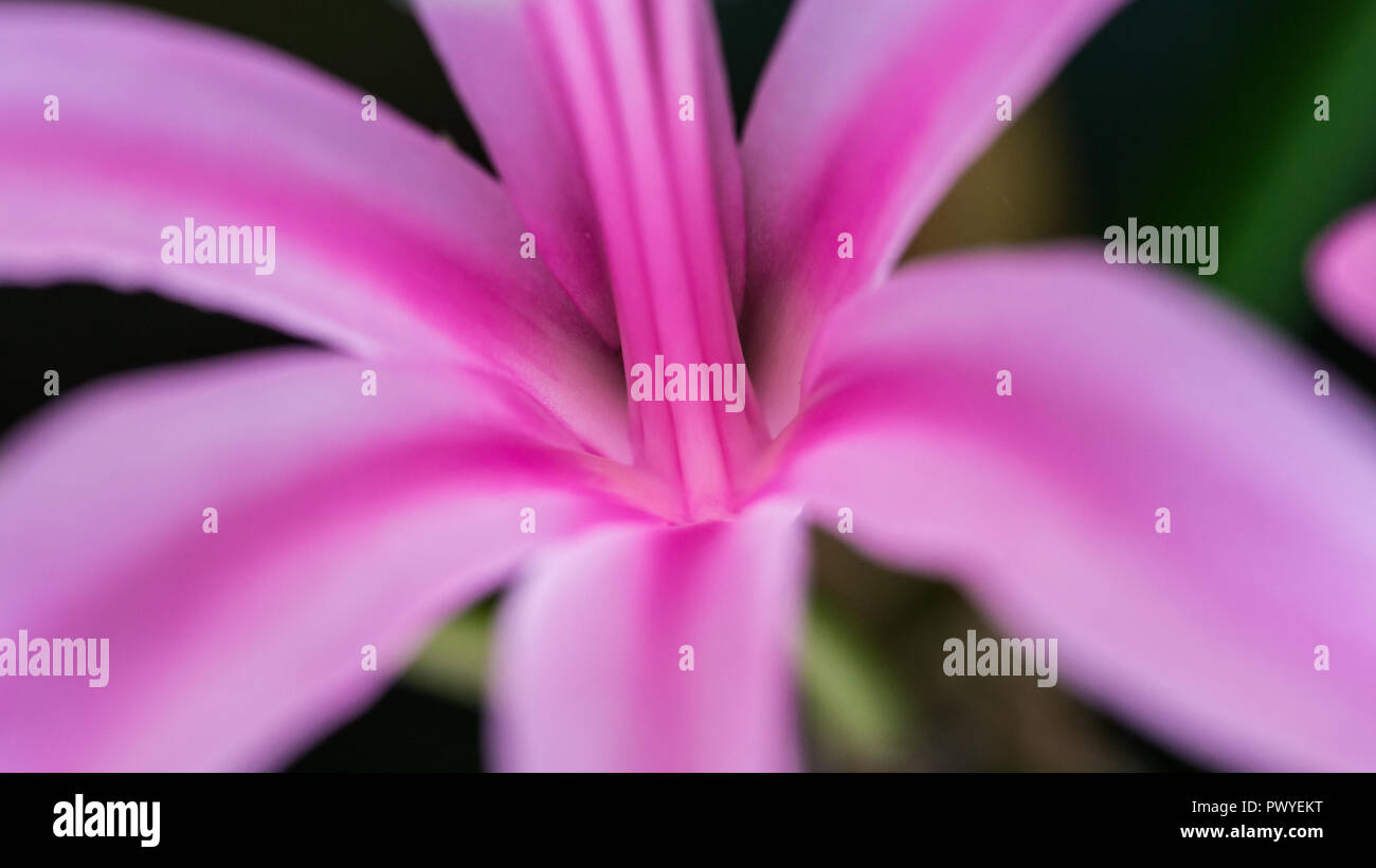 A macro shot of a pink nerine bowdenii bloom. Stock Photo