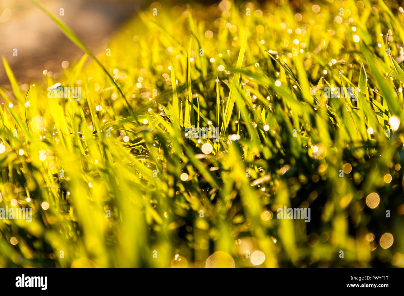 Morning dew on grass concept Stock Photo