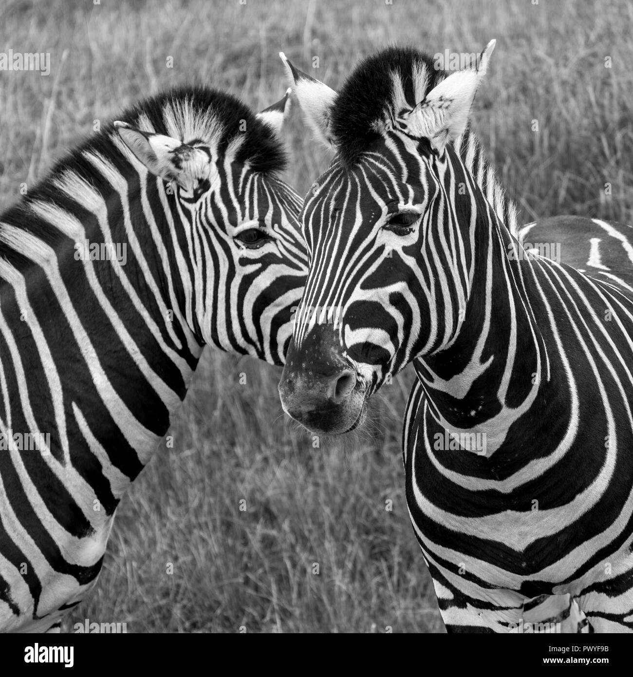 Two black and white striped chapman zebras, photographed in monochrome