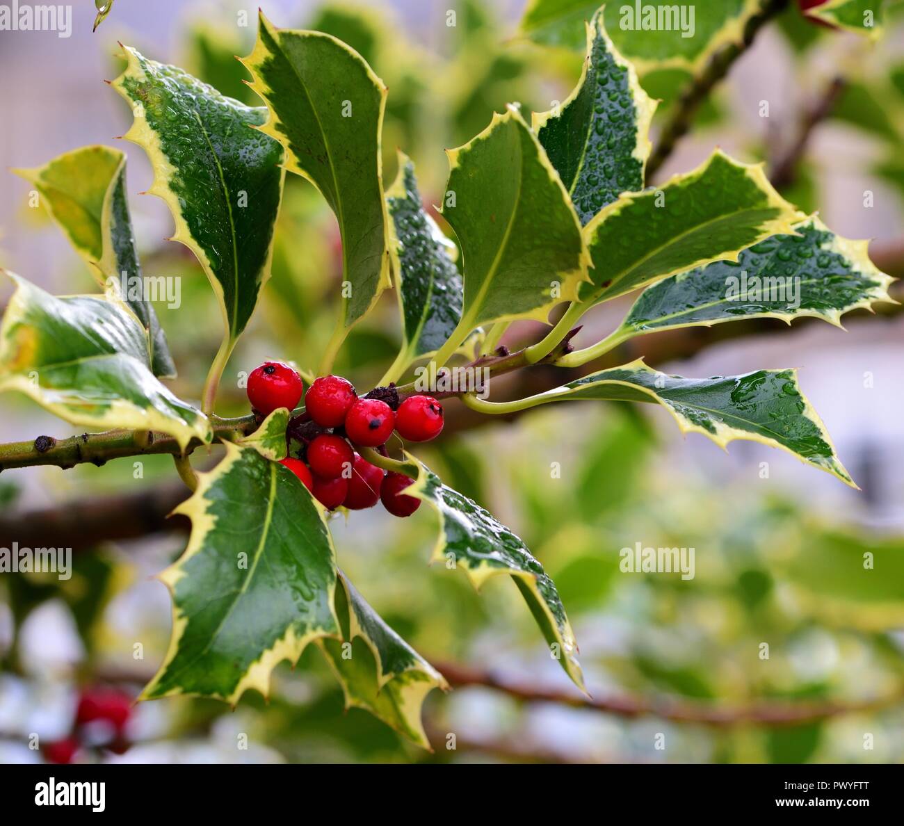 Variegated Holly Madame Briot Stock Photo
