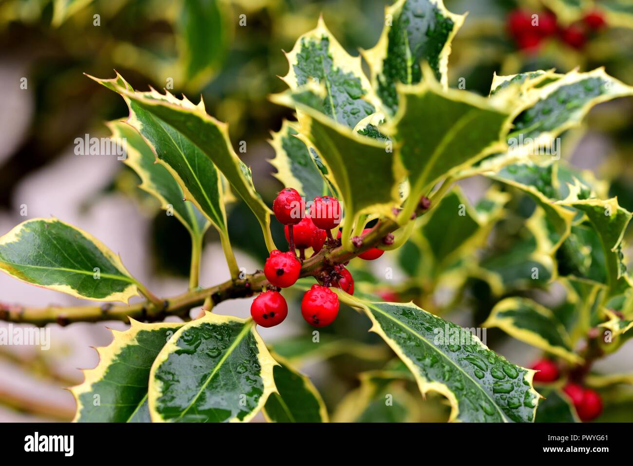 Variegated Holly Madame Briot Stock Photo