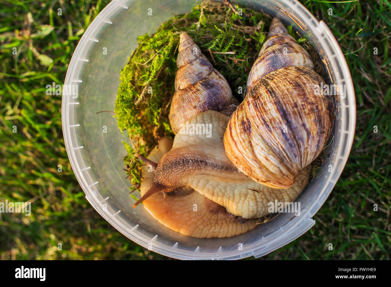 Two big snails sitting in a plastic container with green moss Stock