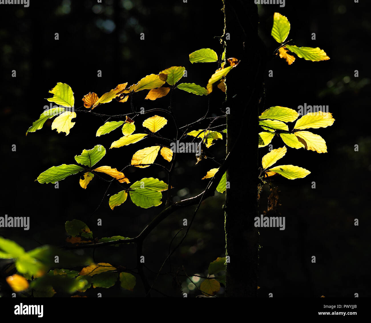 Backlit beech leaves (Fagus sylvatica) in the forest. Tipperary, Ireland Stock Photo