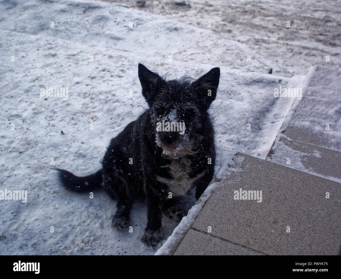 black mongrel dog in winter in the snow, Moscow Stock Photo