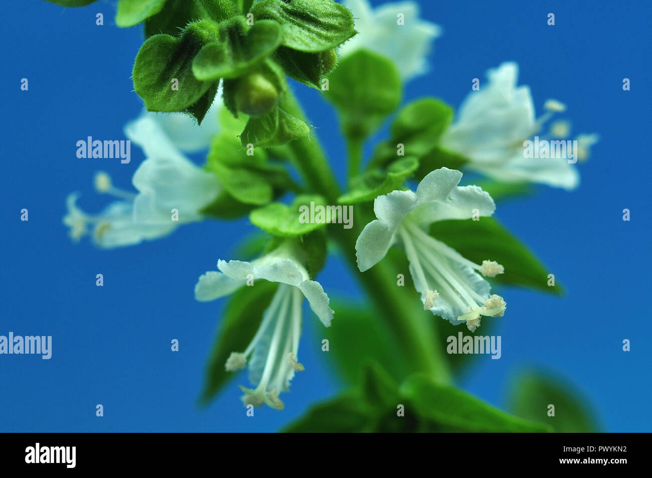 macrophotography of a basil twig with white blossoms in front of blue ...