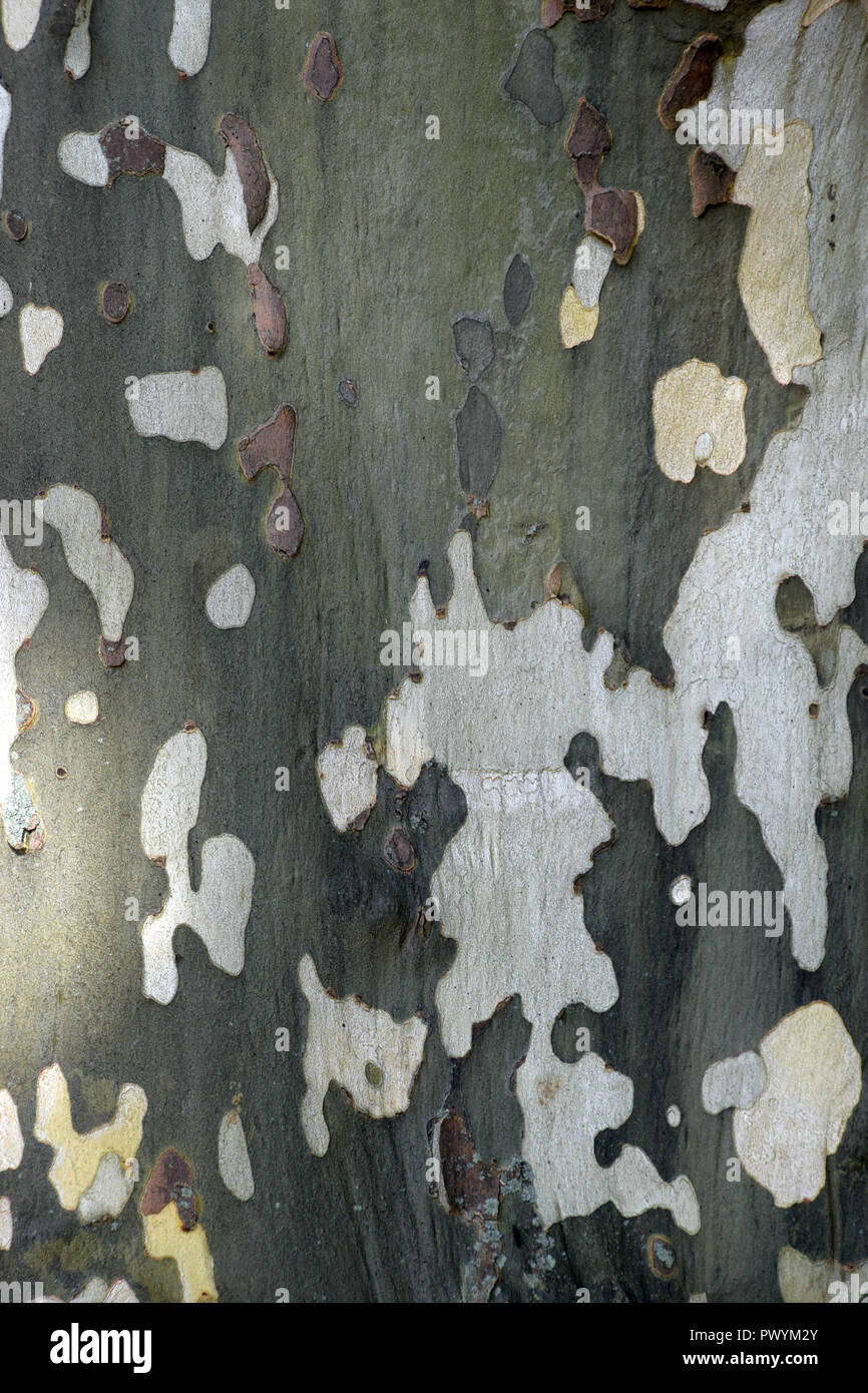 camouflage pattern of plane tree, multi colored platanus or sycamores
