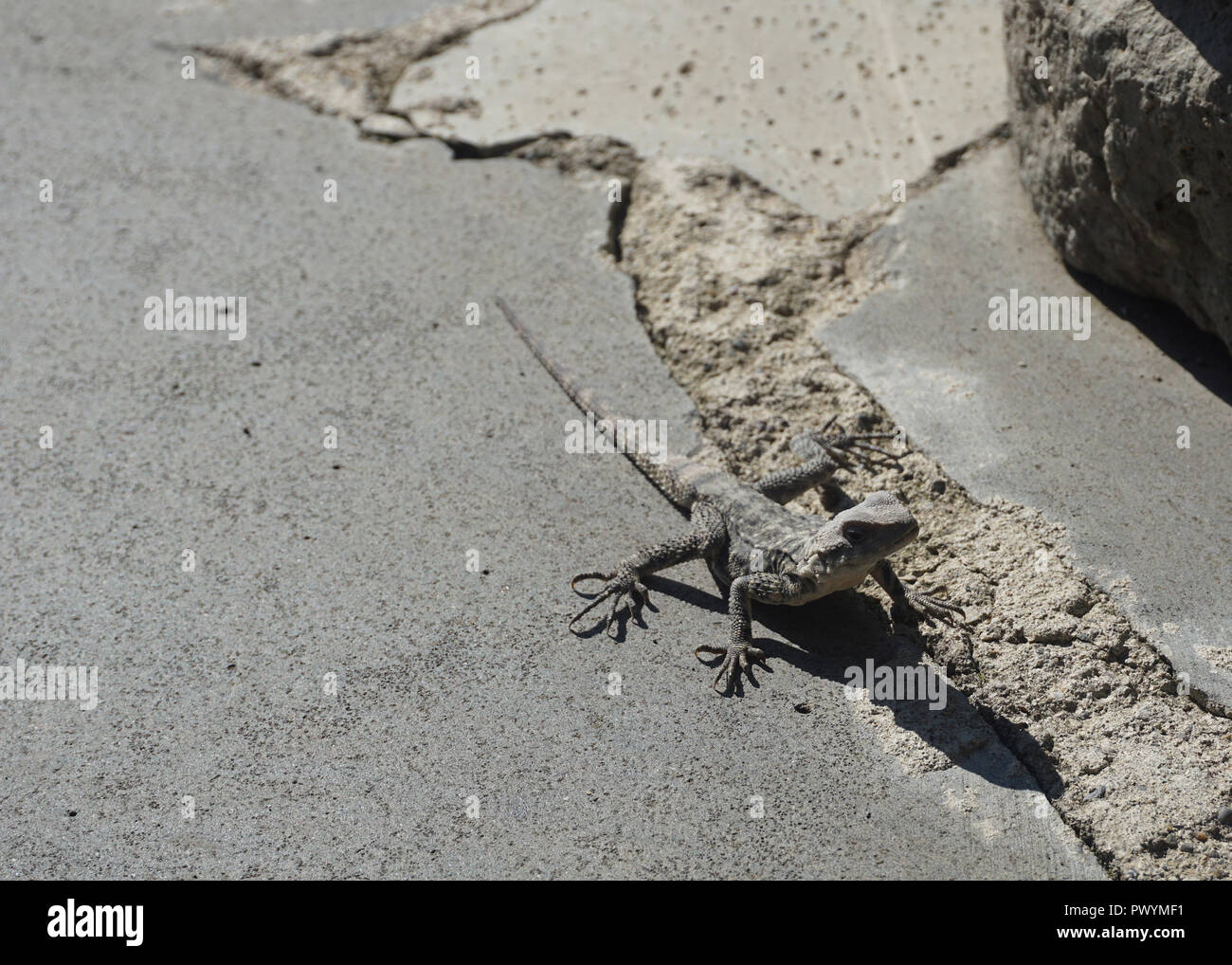 Lizard on Stone taking a Sun Bath in Summer Stock Photo Alamy