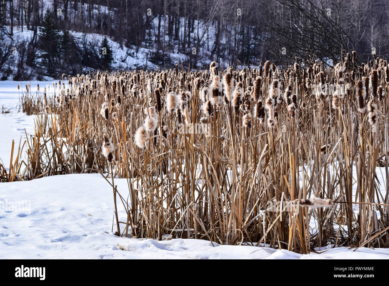 Bull rushes in the winter time Stock Photo