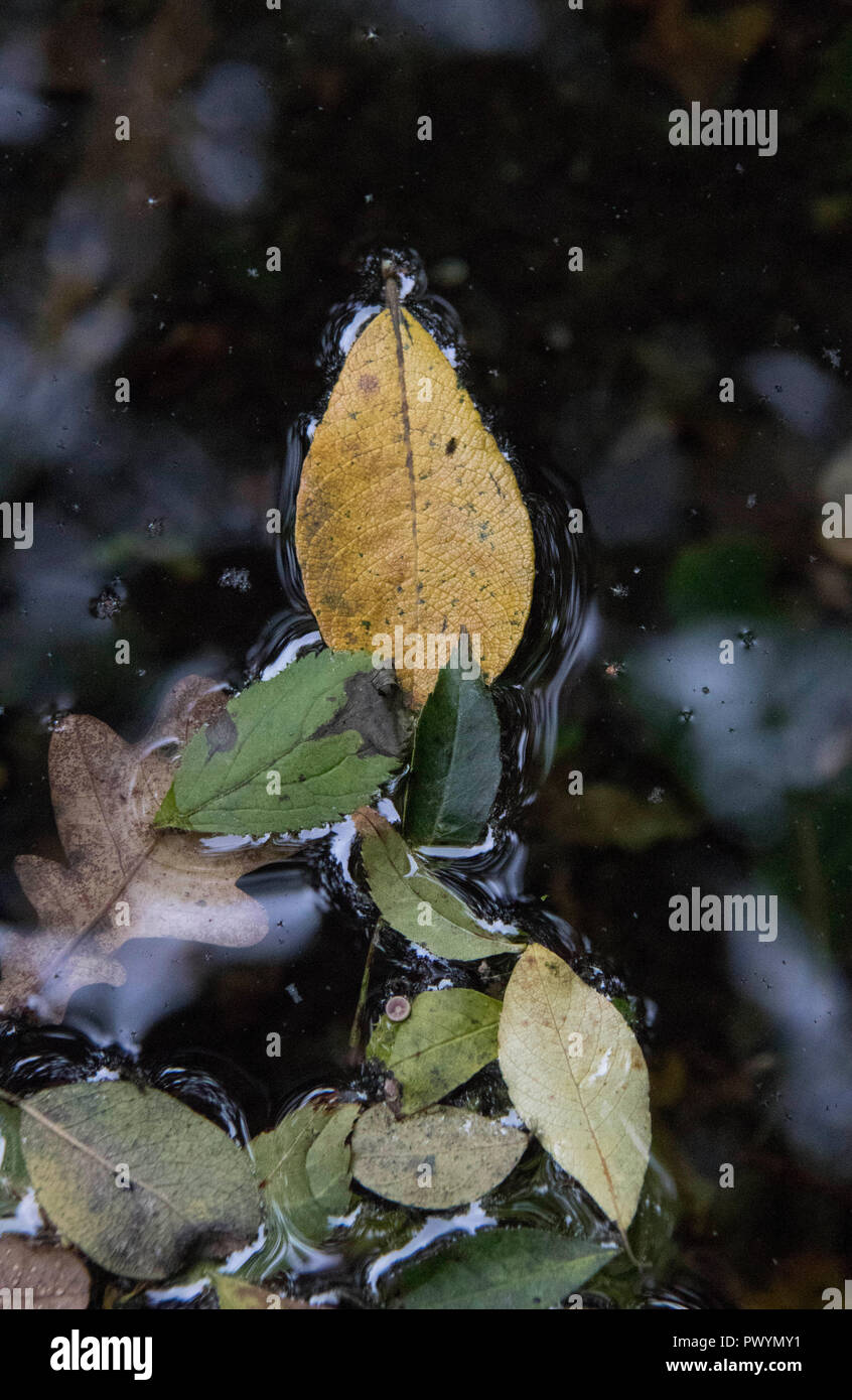 Leaves autumn colours water hi-res stock photography and images - Alamy