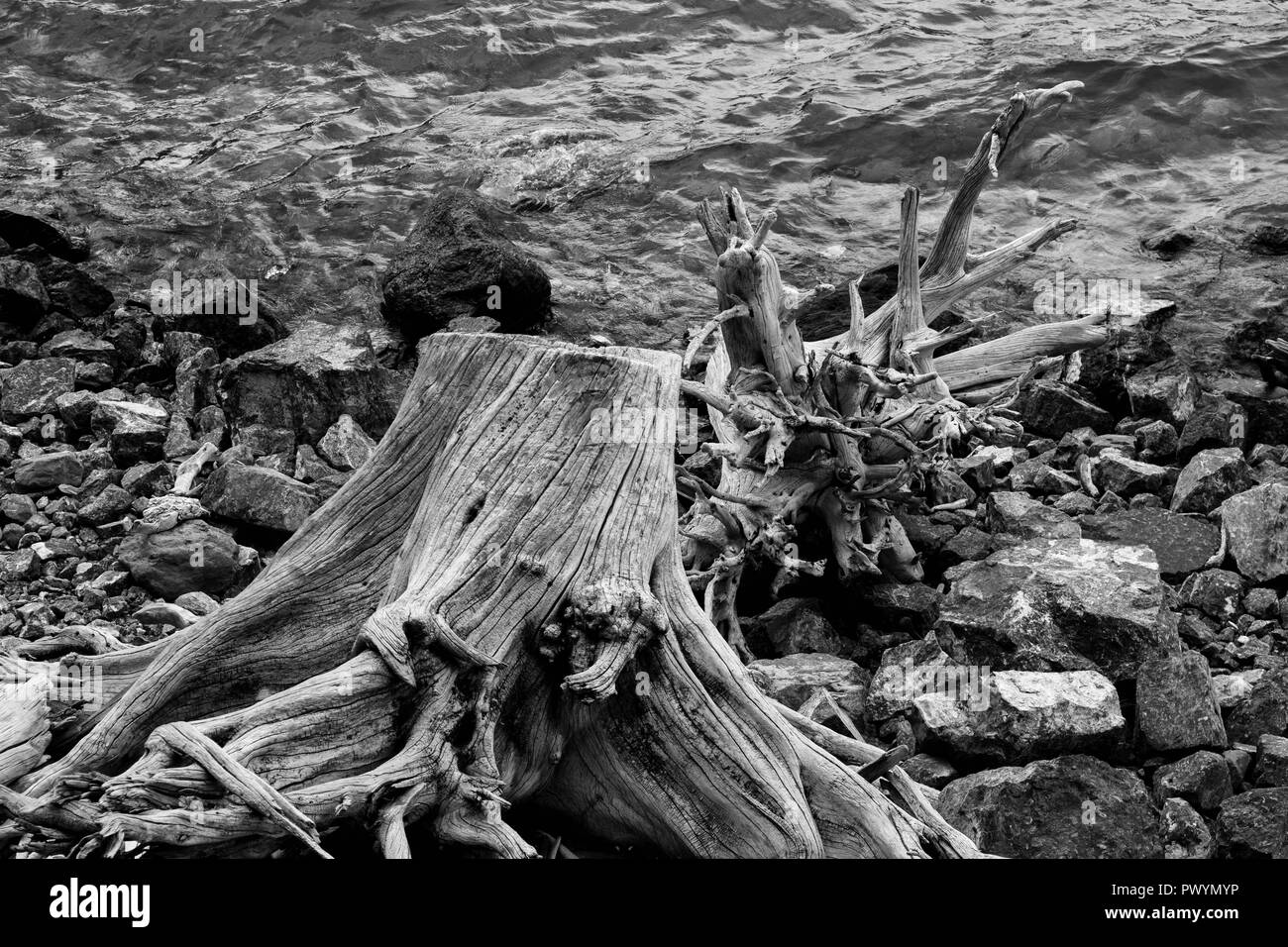 driftwood in black and white in the Kananaskis area Stock Photo - Alamy