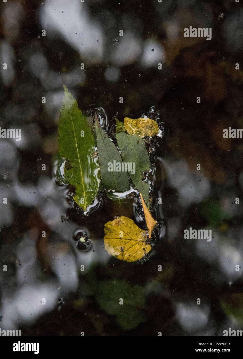Leaves autumn colours water hi-res stock photography and images - Alamy