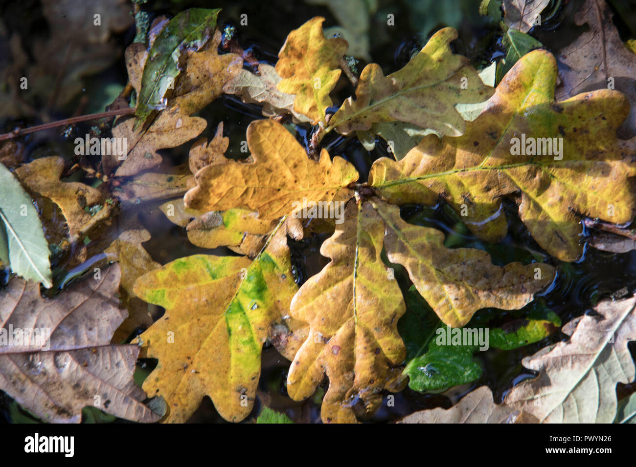 Leaves autumn colours water hi-res stock photography and images - Alamy