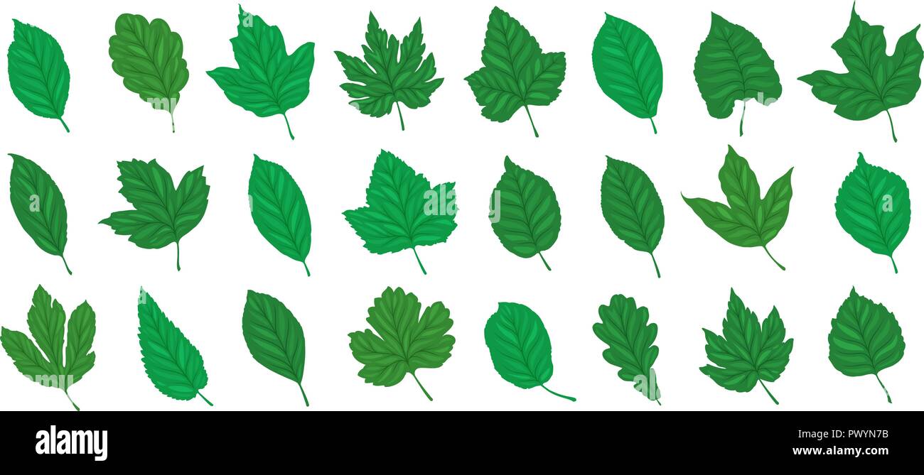 Decorative leaves, set. Summer concept. Cartoon vector illustration Stock Vector