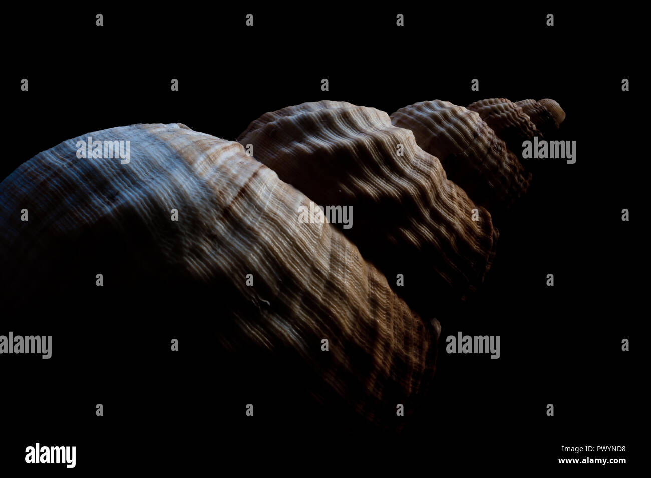 Shell Contrast High contrast image of a shell with black background Stock Photo - Alamy