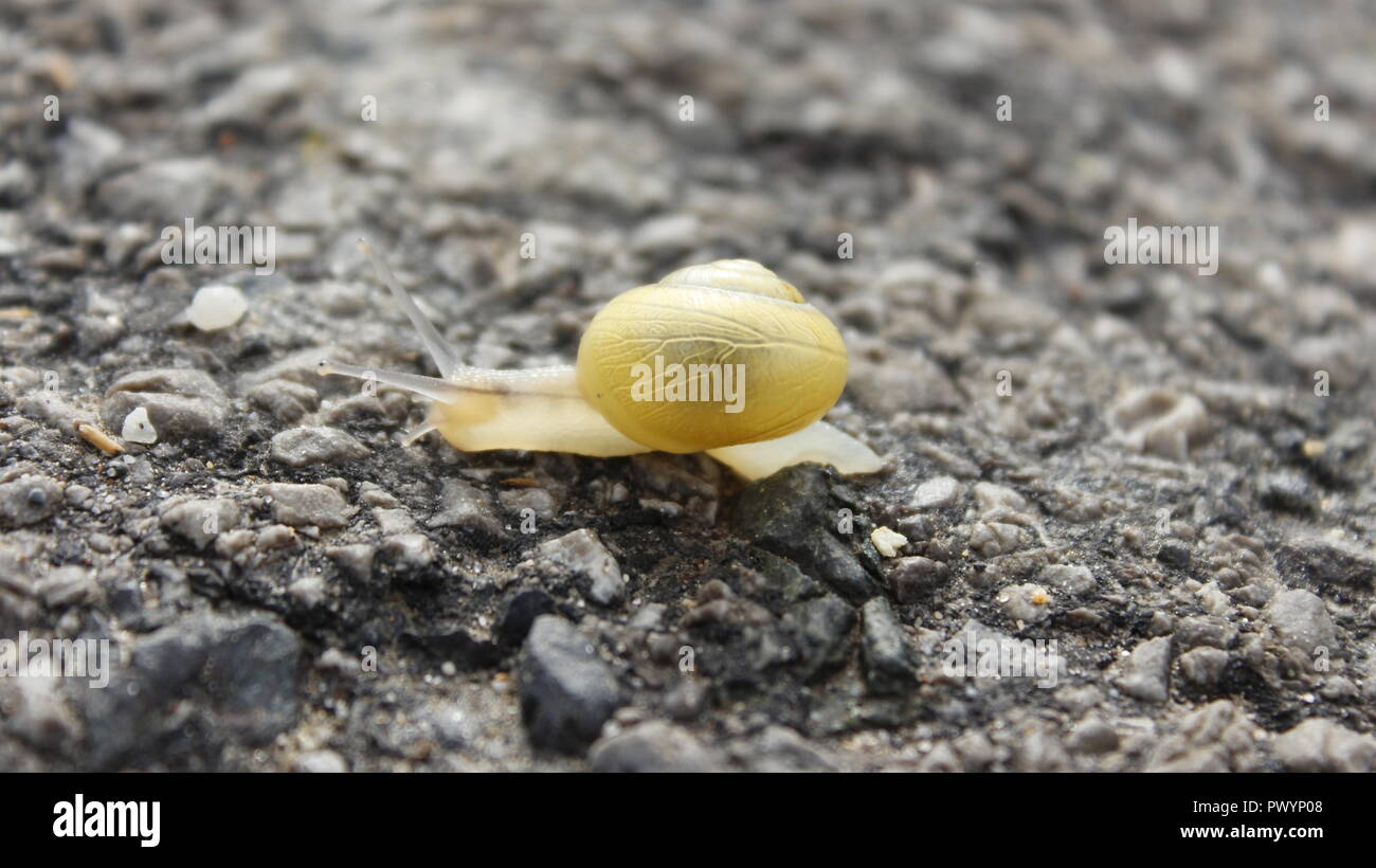 Snail on the road Stock Photo