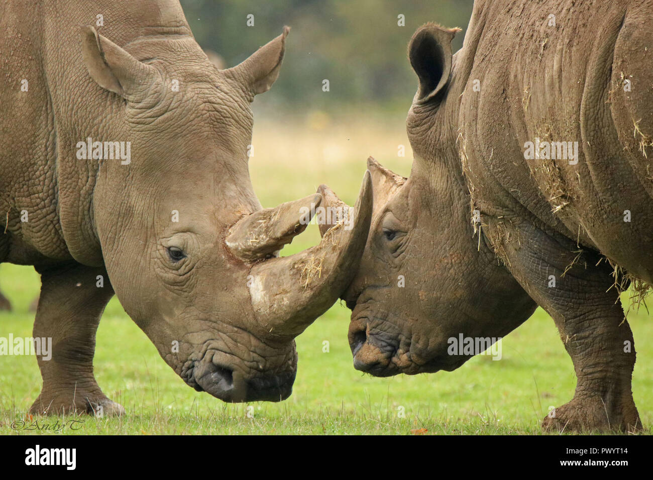 Two Rhinos Horn to Horn Stock Photo Alamy