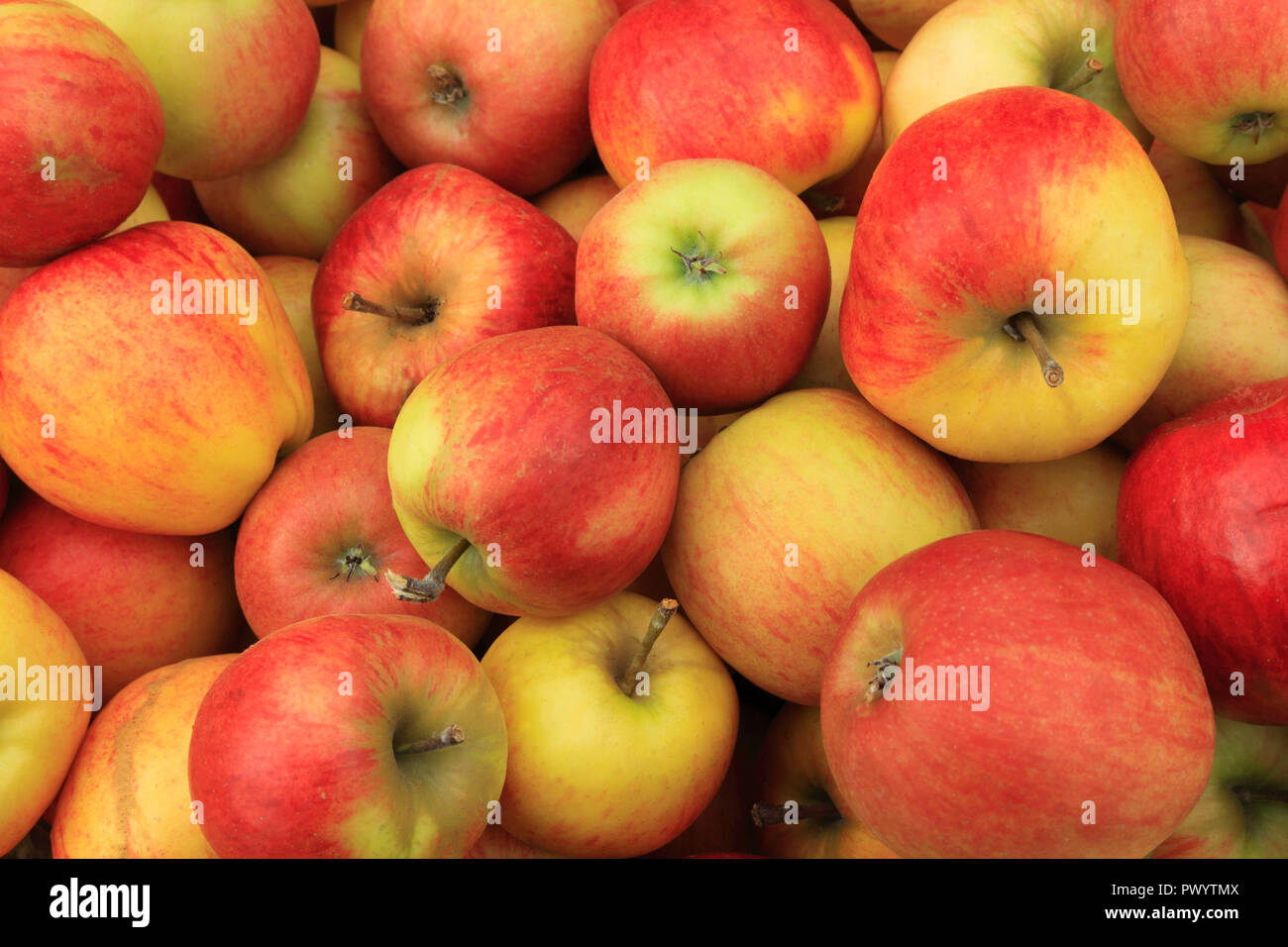 Elstar apple variety stock photography and images - Alamy