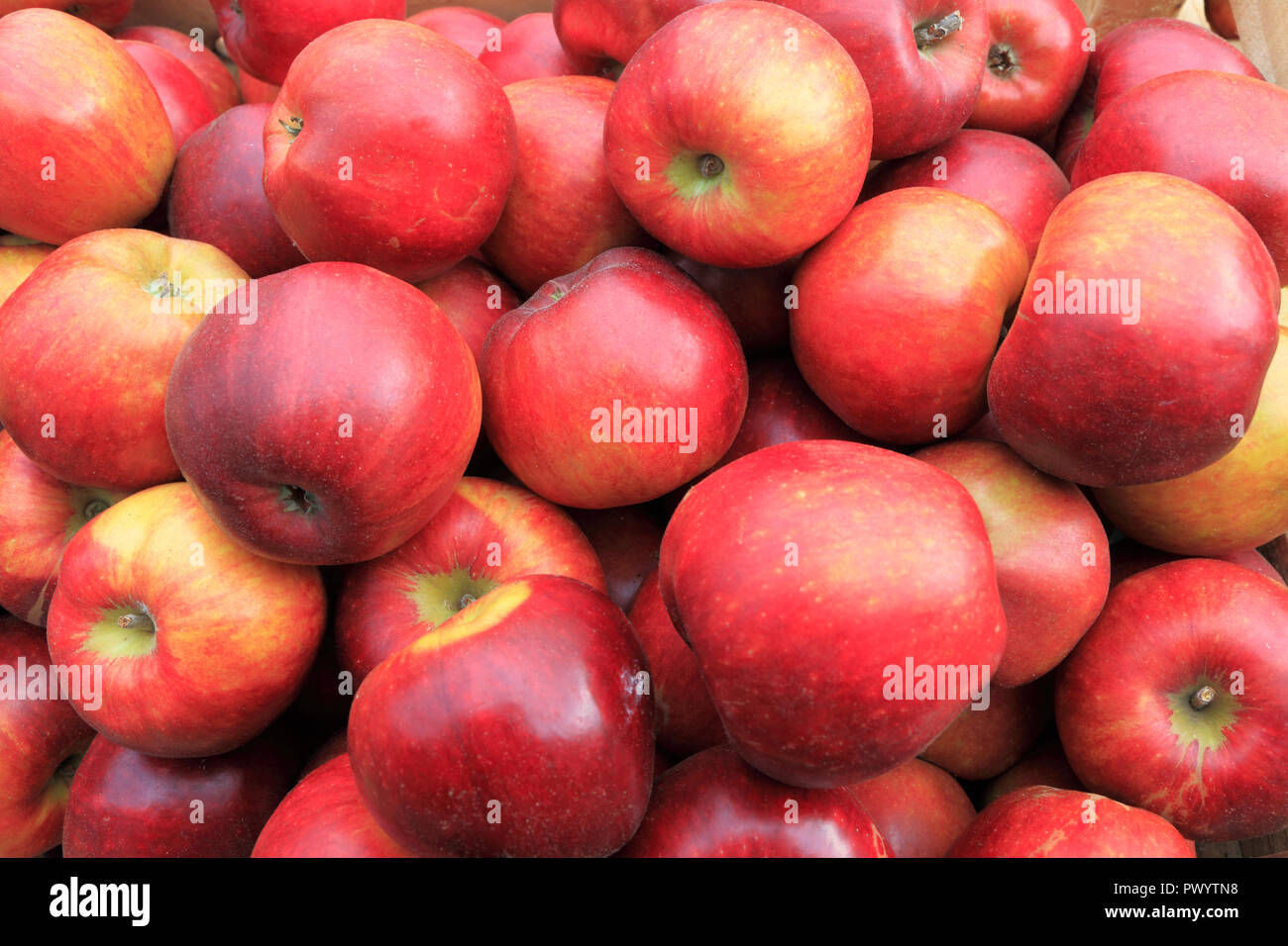 Apple 'Herring's Pippin',apples, named variety, varieties, malus domestica, farm shop, display , 'Herrings Pippin' Stock Photo