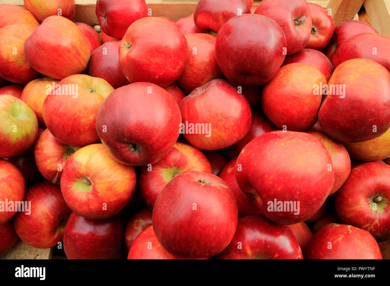 Apple 'Herring's Pippin',apples, named variety, varieties, malus domestica, farm shop, display , 'Herrings Pippin' Stock Photo
