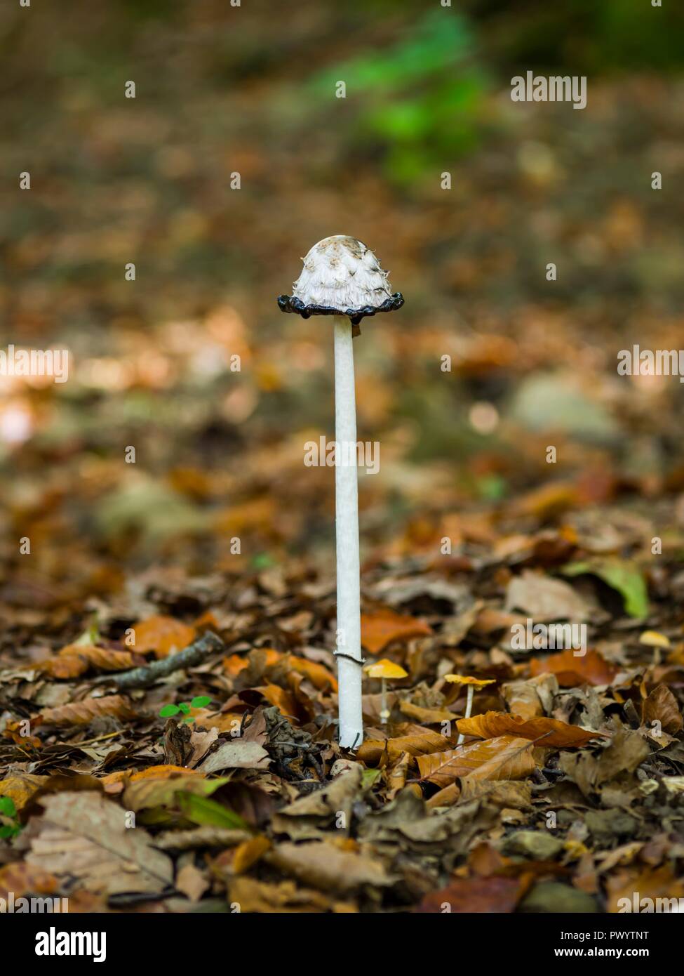 Tall Mushroom Stock Photo Alamy tall-mushroom-stock-photo-alamy