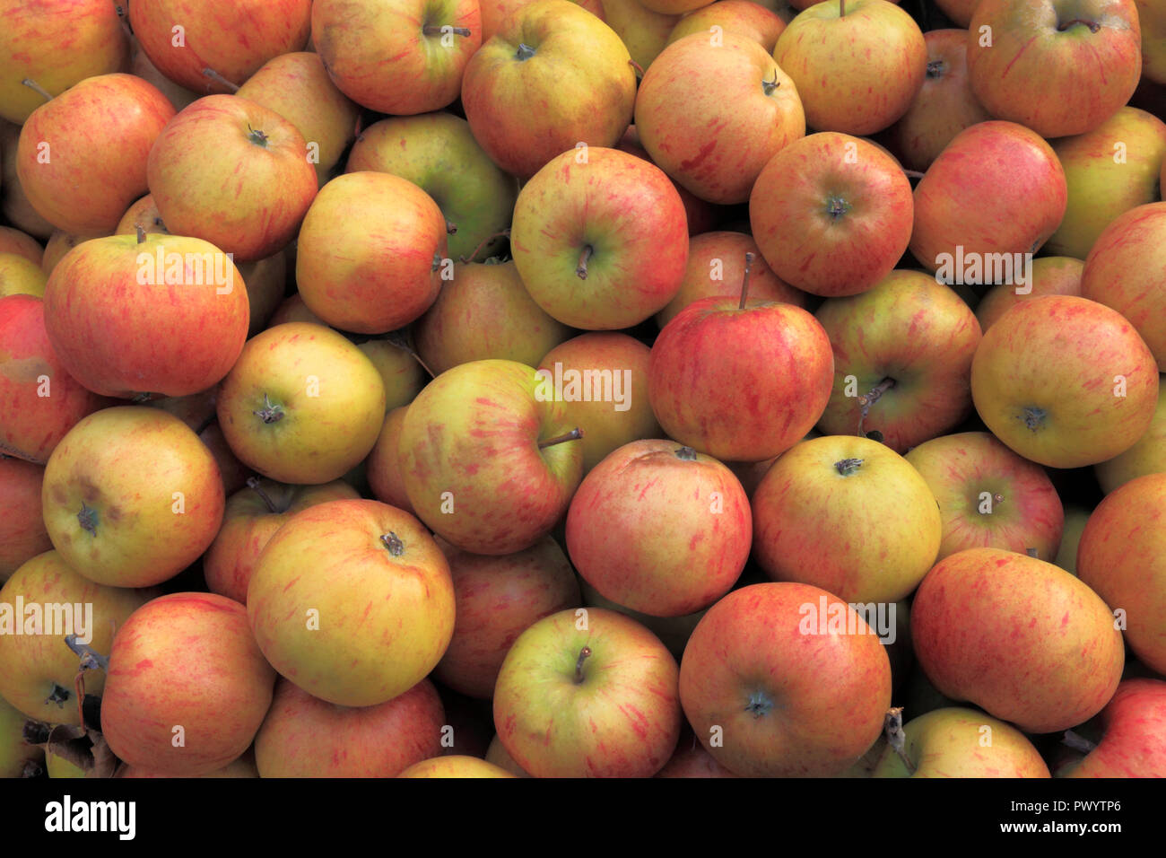 Apple 'Lynn's Pippin', apples, named variety, malus domestica, farm shop, display .. Stock Photo