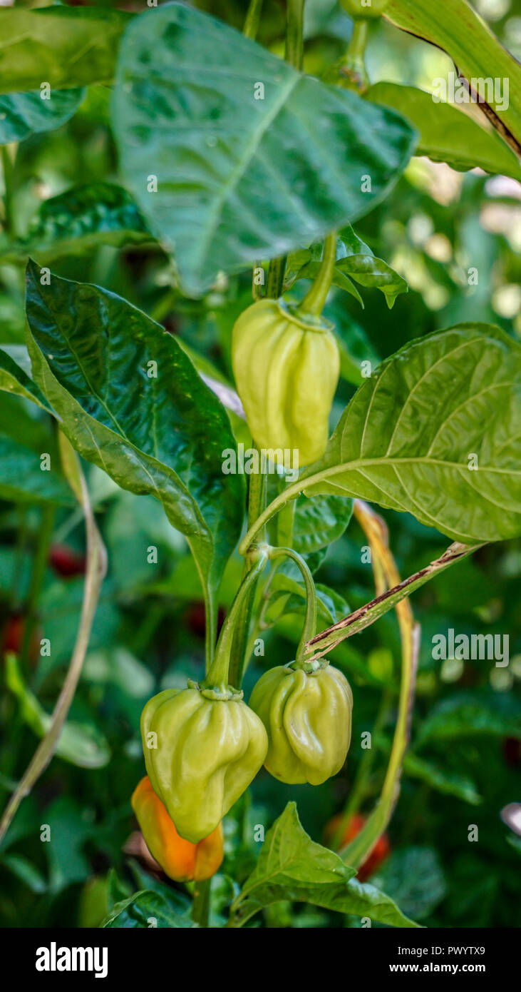 Piquillo Peppers closeup 4. Stock Photo