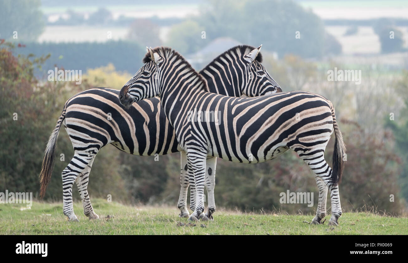Two zebras facing in opposite directions. Photographed at Port Lympne