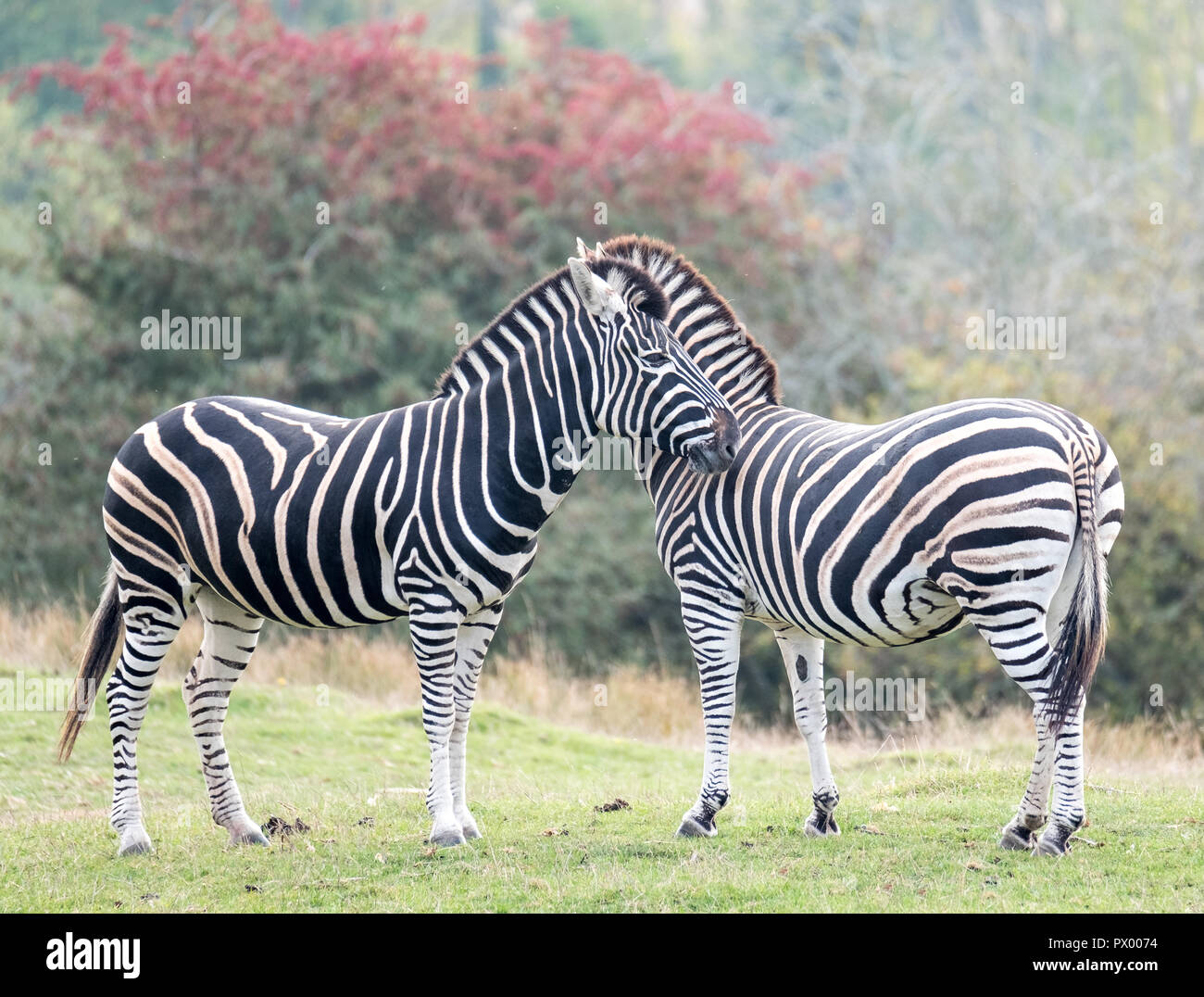 Two zebras facing in opposite directions. Photographed at Port Lympne Safari Park, Ashford Kent