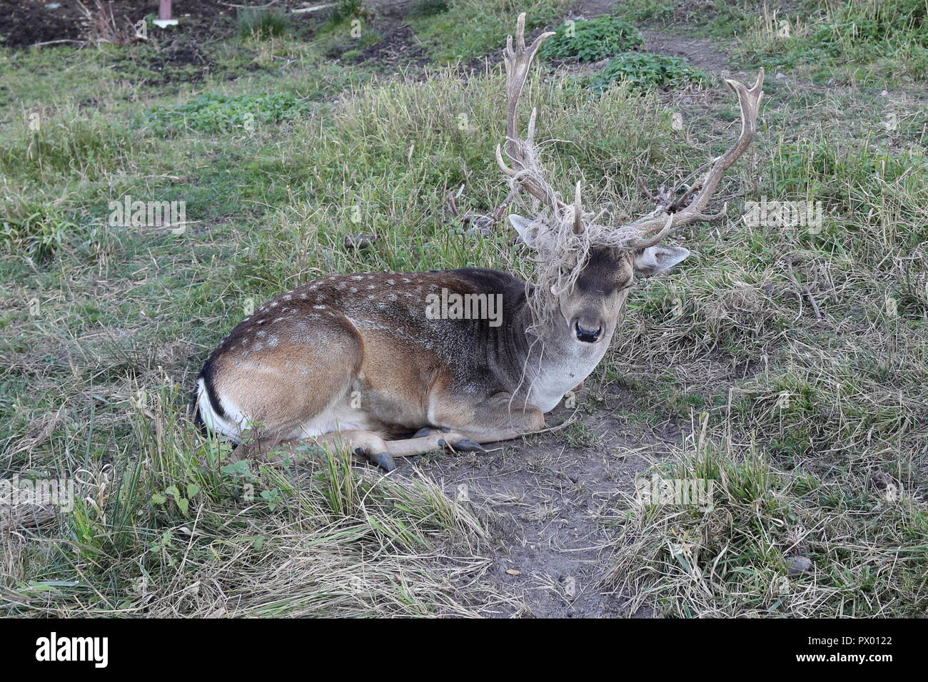 Young stag lying down, dry grass entangled in his antlers, in autumn Stock Photo