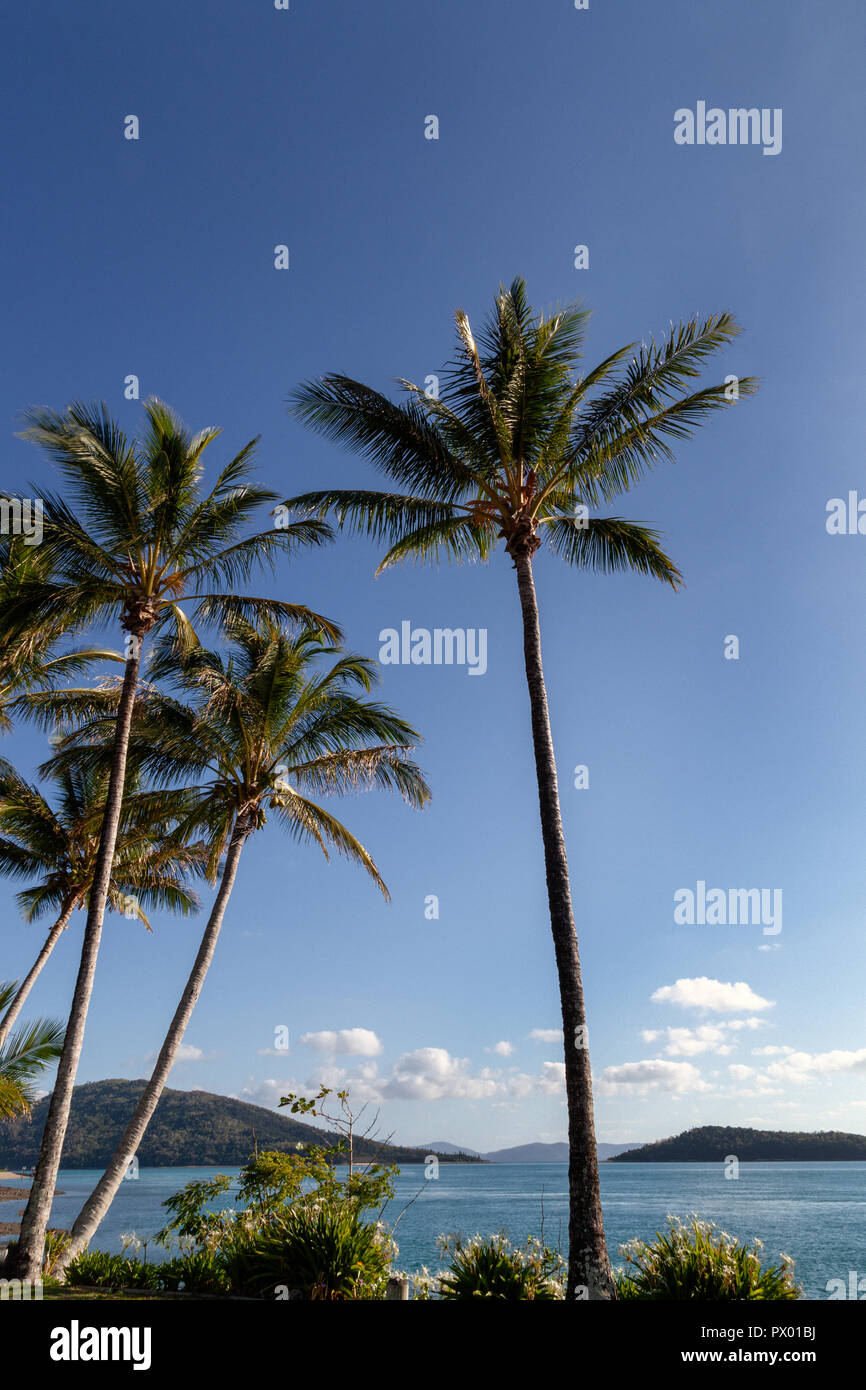 Blue skies, white fluffy clouds, palm trees, aqua, azure, yellow and bottle-green waters lapping the white coral sands of the Great Barrier Reef Stock Photo